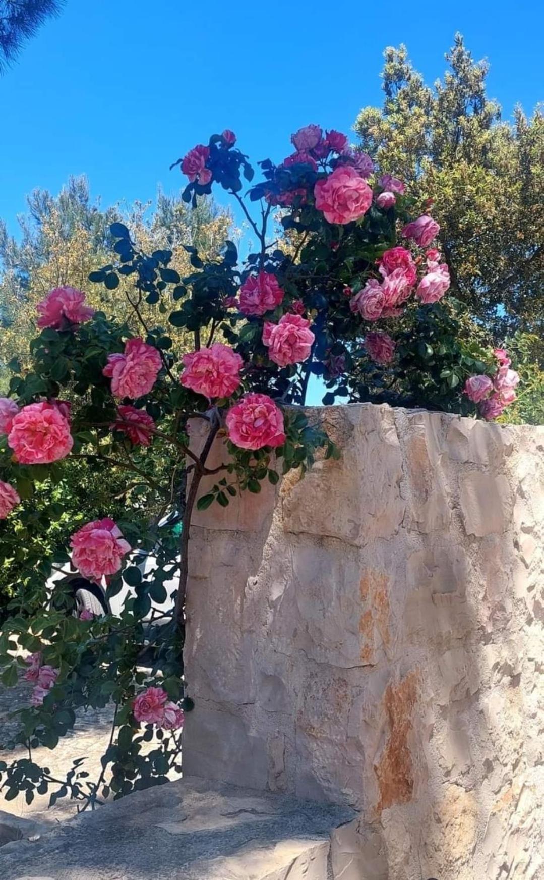 Il Trullo Delle Rose, Monopoli By Il Pumo Di Puglia Villa Cozzana Buitenkant foto